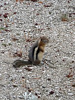 Yellowstone Old faithfull et ses environs (81).JPG